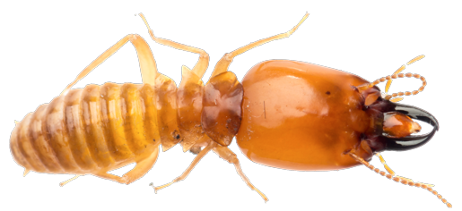 Termite